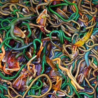 nyale-worms